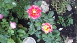 Edelrose 'Caribia' ® -Edelrosen Geschaft edelrose caribia m005876 1018470 1