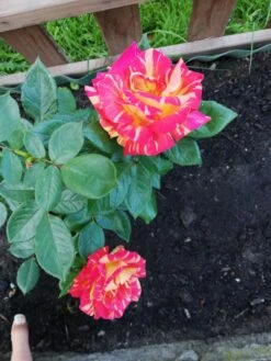 Edelrose 'Caribia' ® -Edelrosen Geschaft edelrose caribia m005876 987656 0