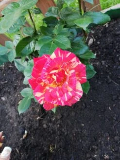 Edelrose 'Caribia' ® -Edelrosen Geschaft edelrose caribia m005876 987656 1