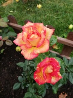 Edelrose 'Caribia' ® -Edelrosen Geschaft edelrose caribia m005876 987656 3