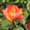 Edelrose 'Caribia' ®