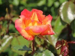 Edelrose 'Caribia' ®