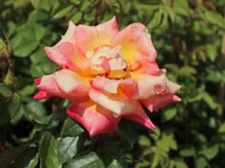 Edelrosen Geschaft -Edelrosen Geschaft edelrose caribia m005876 w 0