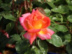Edelrose 'Caribia' ® -Edelrosen Geschaft edelrose caribia m005876 w 1