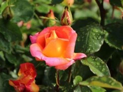 Edelrose 'Caribia' ® -Edelrosen Geschaft edelrose caribia m005876 w 2