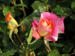 Edelrose 'Caribia' ® -Edelrosen Geschaft edelrose caribia m005876 w 3