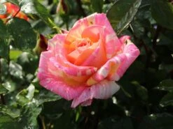 Edelrose 'Caribia' ® -Edelrosen Geschaft edelrose caribia m005876 w 4