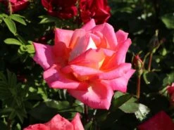 Edelrose 'Caribia' ® -Edelrosen Geschaft edelrose caribia m005876 w 5