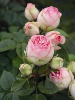 Nostalgie®-Edelrose 'Charming Piano' ® -Edelrosen Geschaft edelrose charming piano m080635 w 0