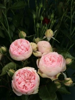 Nostalgie®-Edelrose 'Charming Piano' ® -Edelrosen Geschaft edelrose charming piano m080635 w 1