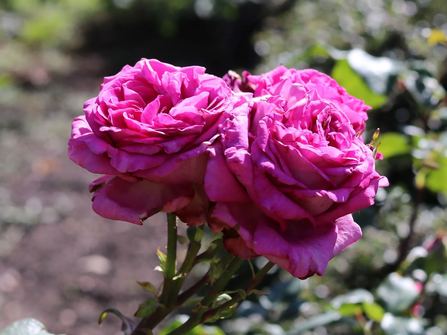 Edelrose 'Chartreuse De Parme' ® 1 Edelrose 'Chartreuse De Parme' ®