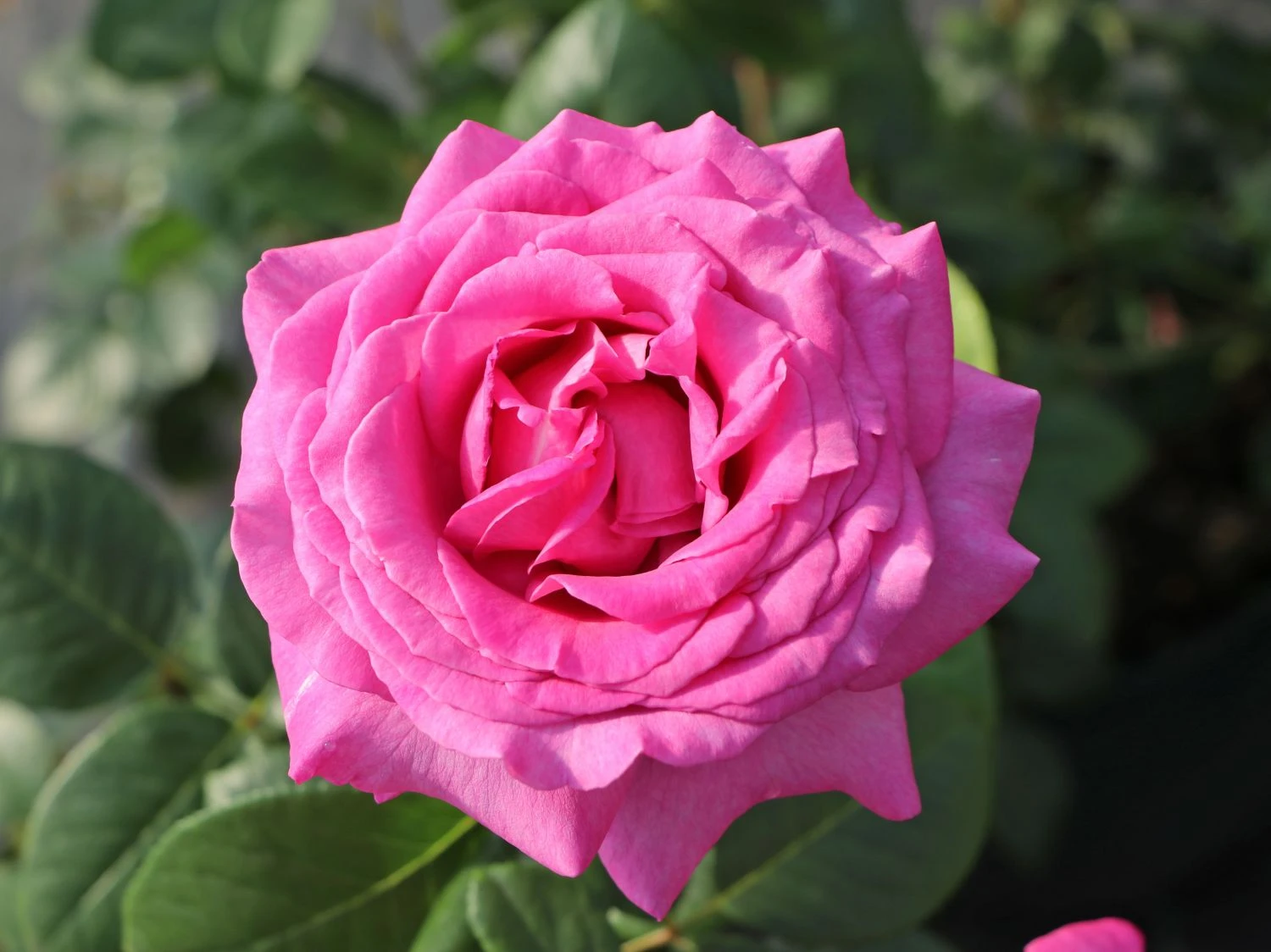 Edelrose 'Chartreuse De Parme' ® 6 Edelrose 'Chartreuse De Parme' ® – Bild 6