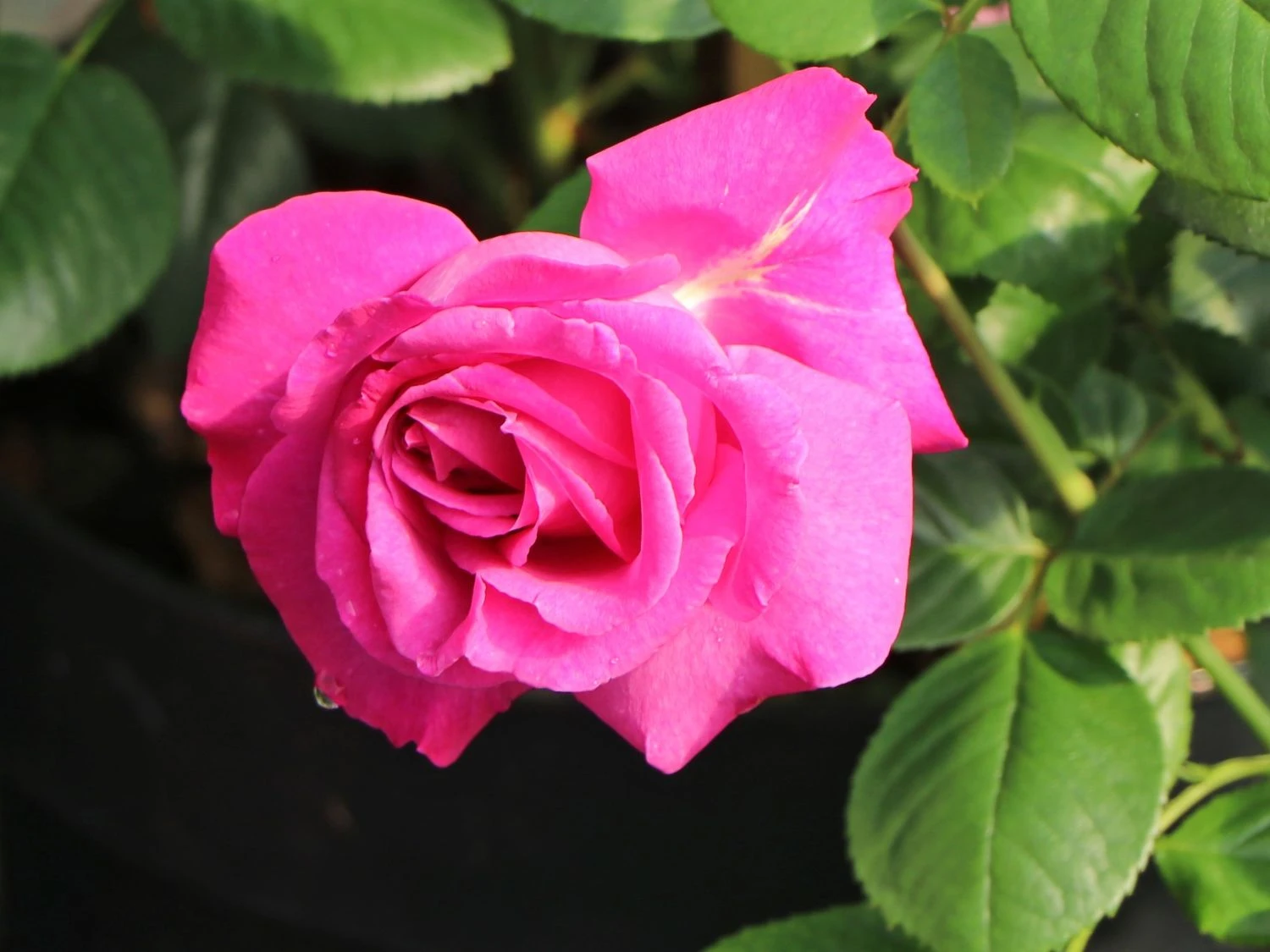 Edelrose 'Chartreuse De Parme' ® 8 Edelrose 'Chartreuse De Parme' ® – Bild 8