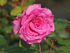 Edelrose 'Chartreuse De Parme' ® 12 Edelrose 'Chartreuse De Parme' ® -Edelrosen Geschaft edelrose chartreuse de parme m080636 w 2