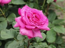 Edelrose 'Chartreuse De Parme' ® 13 Edelrose 'Chartreuse De Parme' ® -Edelrosen Geschaft edelrose chartreuse de parme m080636 w 3