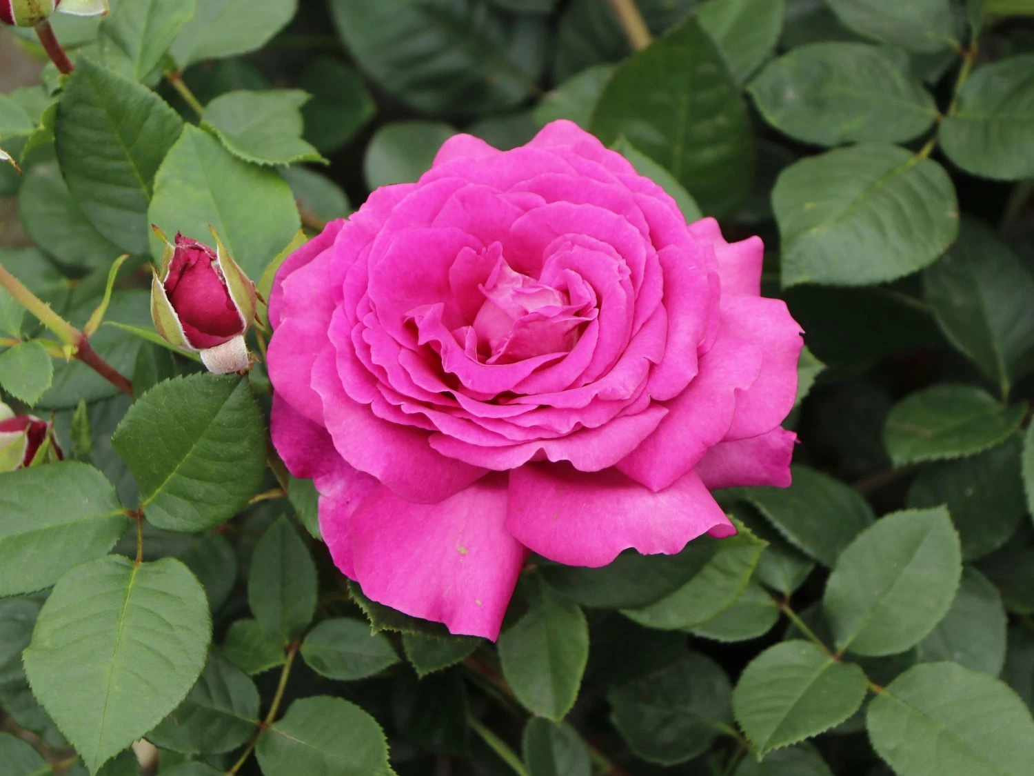 Edelrose 'Chartreuse De Parme' ® 7 Edelrose 'Chartreuse De Parme' ® – Bild 7