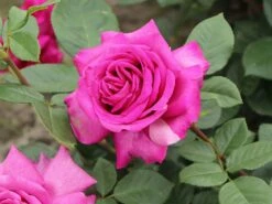 Edelrose 'Chartreuse De Parme' ® 17 Edelrose 'Chartreuse De Parme' ® -Edelrosen Geschaft edelrose chartreuse de parme m080636 w 5