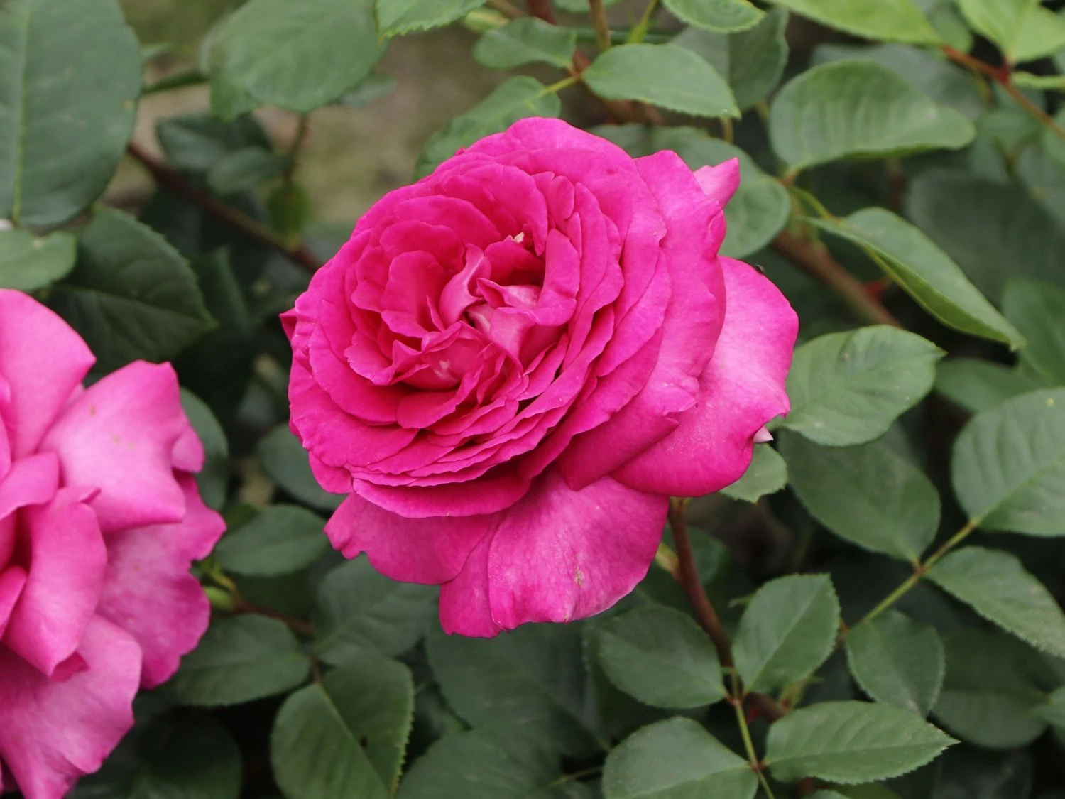 Edelrose 'Chartreuse De Parme' ® 2 Edelrose 'Chartreuse De Parme' ® – Bild 2