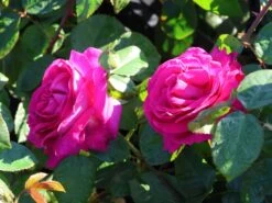 Edelrose 'Chartreuse De Parme' ® 11 Edelrose 'Chartreuse De Parme' ® -Edelrosen Geschaft edelrose chartreuse de parme m080636 w 7