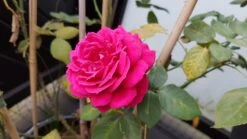Edelrose 'Cherry Lady' ® -Edelrosen Geschaft edelrose cherry lady m056557 924596 0