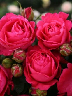 Edelrose 'Cherry Lady' ® -Edelrosen Geschaft edelrose cherry lady m056557 w 0 1