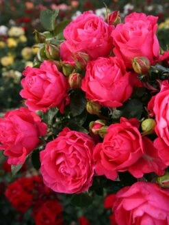 Edelrose 'Cherry Lady' ® -Edelrosen Geschaft edelrose cherry lady m056557 w 1