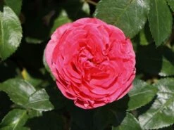 Edelrose 'Cherry Lady' ® -Edelrosen Geschaft edelrose cherry lady m056557 w 2