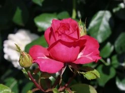 Edelrose 'Cherry Lady' ® -Edelrosen Geschaft edelrose cherry lady m056557 w 3