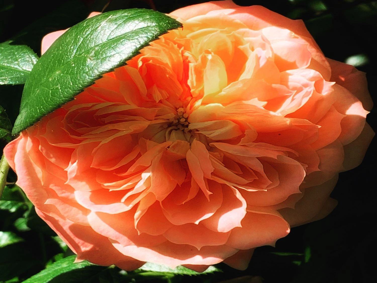 Edelrose 'Chippendale' ® 19 Edelrose 'Chippendale' ® – Bild 19