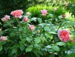 Edelrose 'Chippendale' ® 36 Edelrose 'Chippendale' ® -Edelrosen Geschaft edelrose chippendale m005510 1341765 0