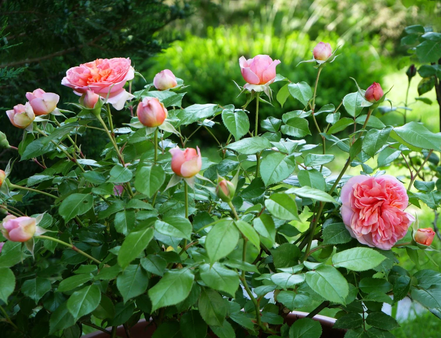 Edelrose 'Chippendale' ® 17 Edelrose 'Chippendale' ® – Bild 17