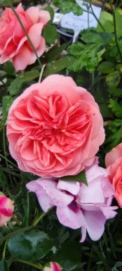 Edelrose 'Chippendale' ® 35 Edelrose 'Chippendale' ® -Edelrosen Geschaft edelrose chippendale m005510 1385065 0