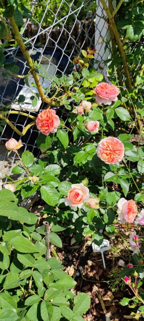 Edelrose 'Chippendale' ® 15 Edelrose 'Chippendale' ® – Bild 15