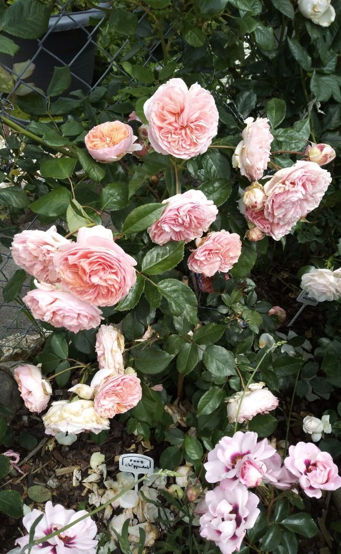 Edelrose 'Chippendale' ® 14 Edelrose 'Chippendale' ® – Bild 14