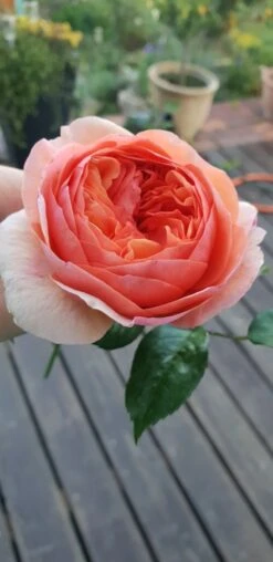 Edelrose 'Chippendale' ® 39 Edelrose 'Chippendale' ® -Edelrosen Geschaft edelrose chippendale m005510 193676 0