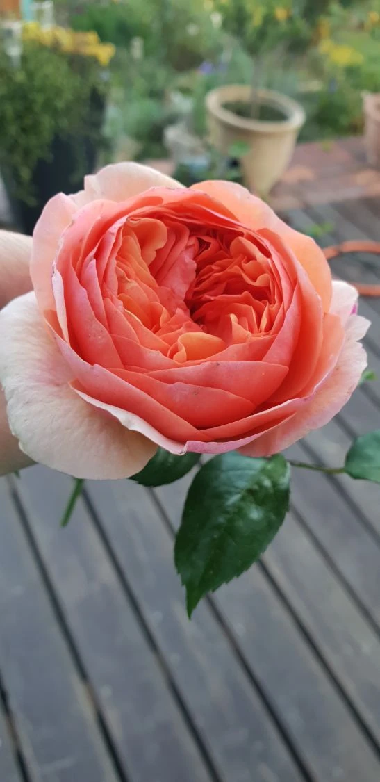 Edelrose 'Chippendale' ® 20 Edelrose 'Chippendale' ® – Bild 20