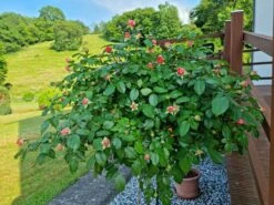 Edelrose 'Chippendale' ® 37 Edelrose 'Chippendale' ® -Edelrosen Geschaft edelrose chippendale m005510 931753 0