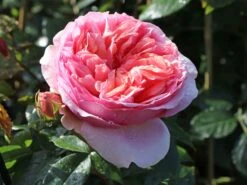 Edelrose 'Chippendale' ® 27 Edelrose 'Chippendale' ® -Edelrosen Geschaft edelrose chippendale m005510 w 0