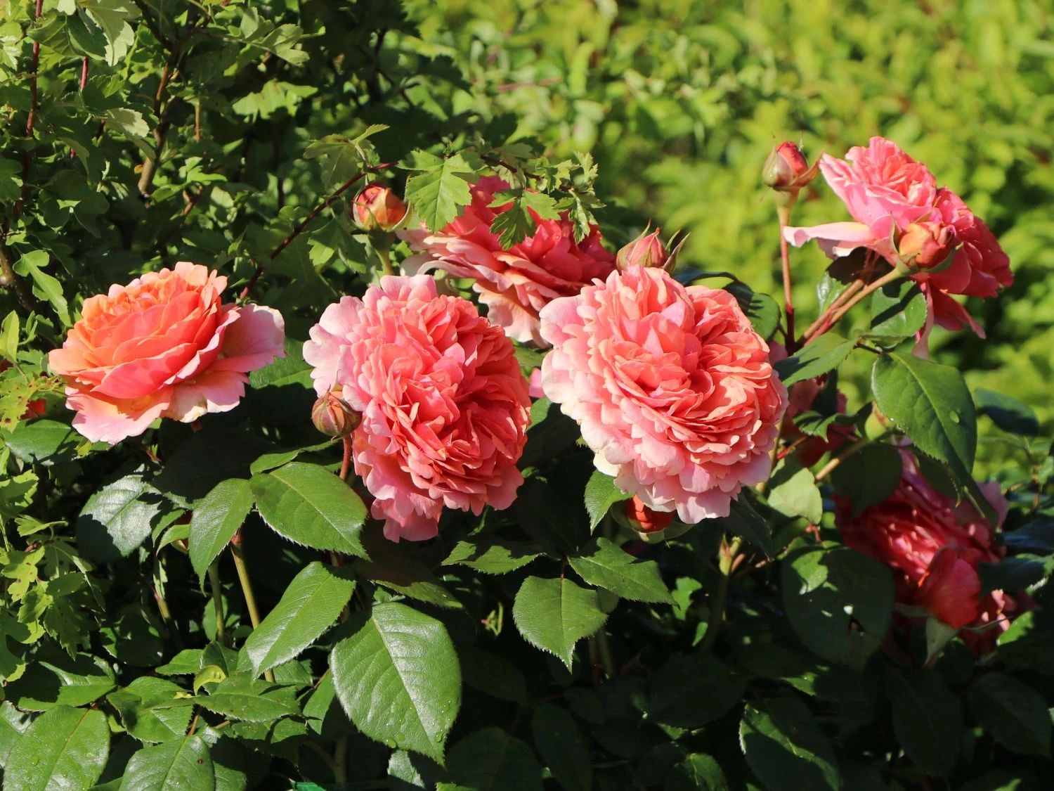 Edelrose 'Chippendale' ® 2 Edelrose 'Chippendale' ® – Bild 2