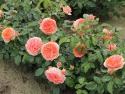 Edelrose 'Chippendale' ® 24 Edelrose 'Chippendale' ® -Edelrosen Geschaft edelrose chippendale m005510 w 11