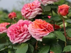 Edelrose 'Chippendale' ® 26 Edelrose 'Chippendale' ® -Edelrosen Geschaft edelrose chippendale m005510 w 5