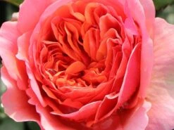 Edelrose 'Chippendale' ® 30 Edelrose 'Chippendale' ® -Edelrosen Geschaft edelrose chippendale m005510 w 7