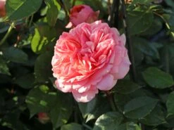Edelrose 'Chippendale' ® 25 Edelrose 'Chippendale' ® -Edelrosen Geschaft edelrose chippendale m005510 w 9