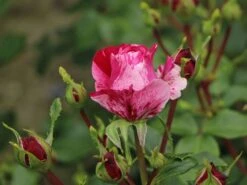 Edelrose 'Colibri ® Farbfestival' ®