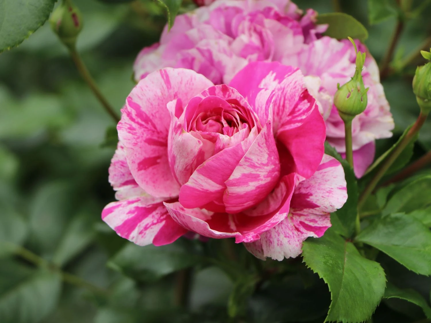 Edelrose 'Colibri ® Farbfestival' ® 2 Edelrose 'Colibri ® Farbfestival' ® – Bild 2