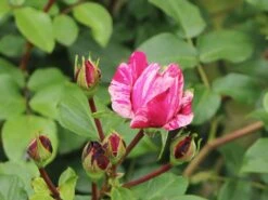 Edelrose 'Colibri ® Farbfestival' ® 9 Edelrose 'Colibri ® Farbfestival' ® -Edelrosen Geschaft edelrose colibri farbfestival m056212 w 1