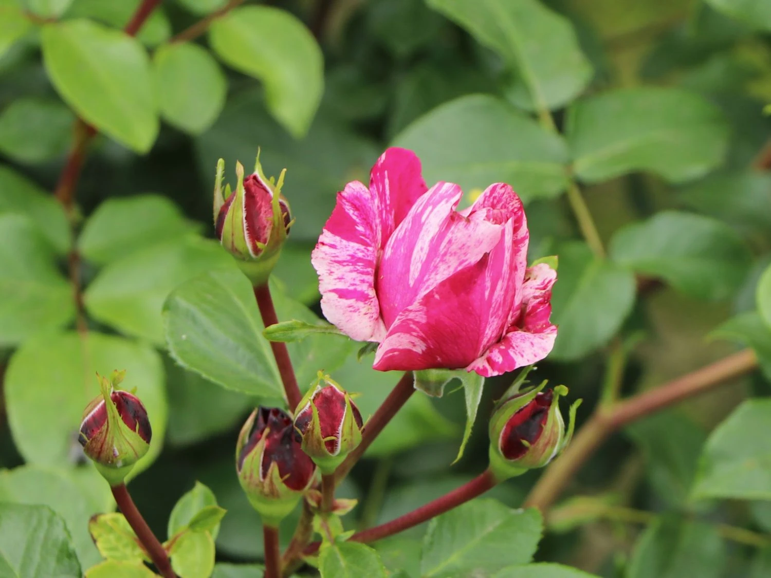 Edelrose 'Colibri ® Farbfestival' ® 3 Edelrose 'Colibri ® Farbfestival' ® – Bild 3