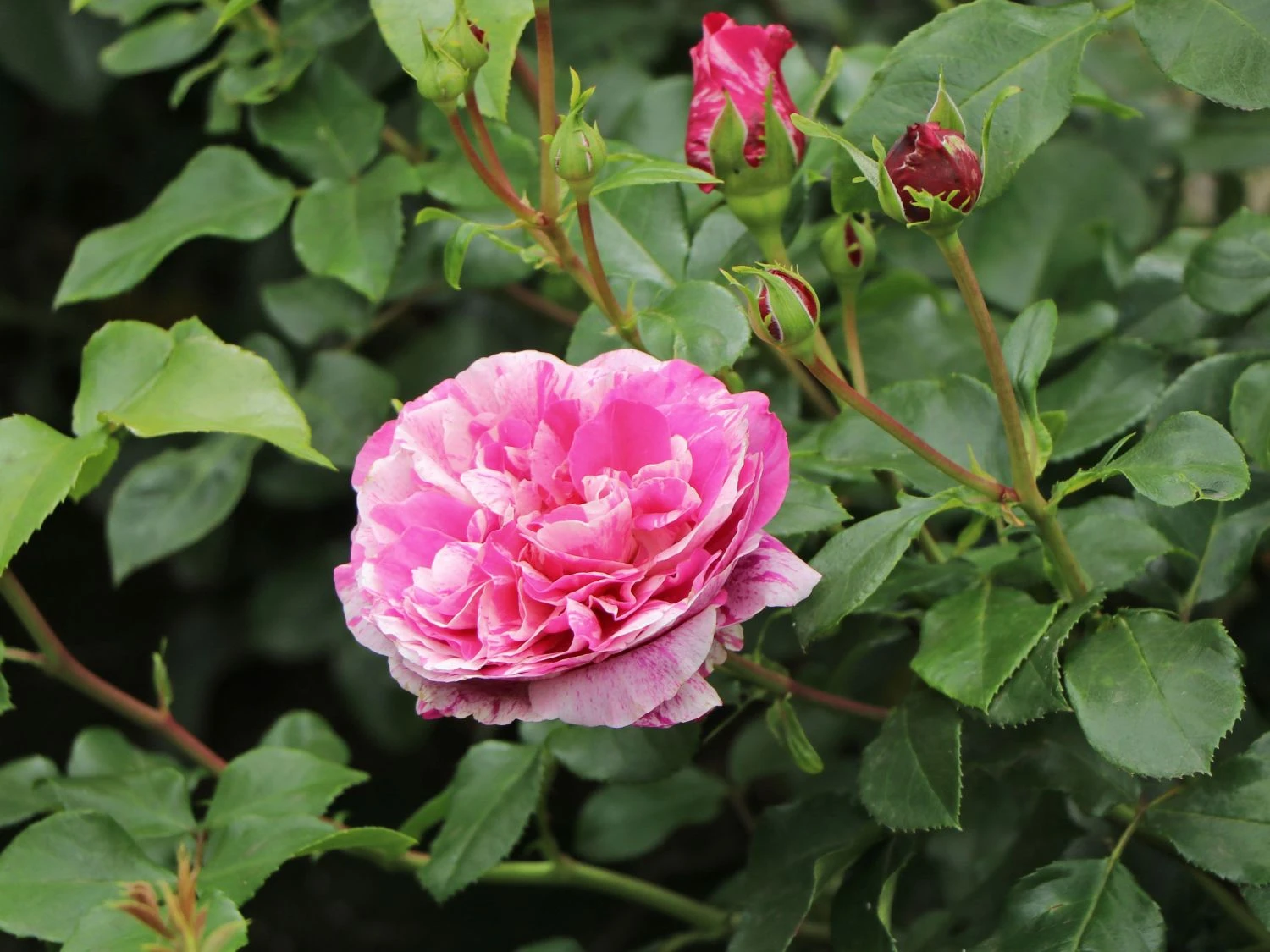 Edelrose 'Colibri ® Farbfestival' ® 6 Edelrose 'Colibri ® Farbfestival' ® – Bild 6