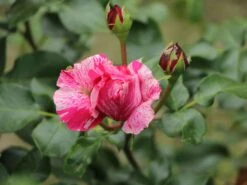 Edelrose 'Colibri ® Farbfestival' ® 13 Edelrose 'Colibri ® Farbfestival' ® -Edelrosen Geschaft edelrose colibri farbfestival m056212 w 3