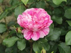 Edelrose 'Colibri ® Farbfestival' ® 10 Edelrose 'Colibri ® Farbfestival' ® -Edelrosen Geschaft edelrose colibri farbfestival m056212 w 4